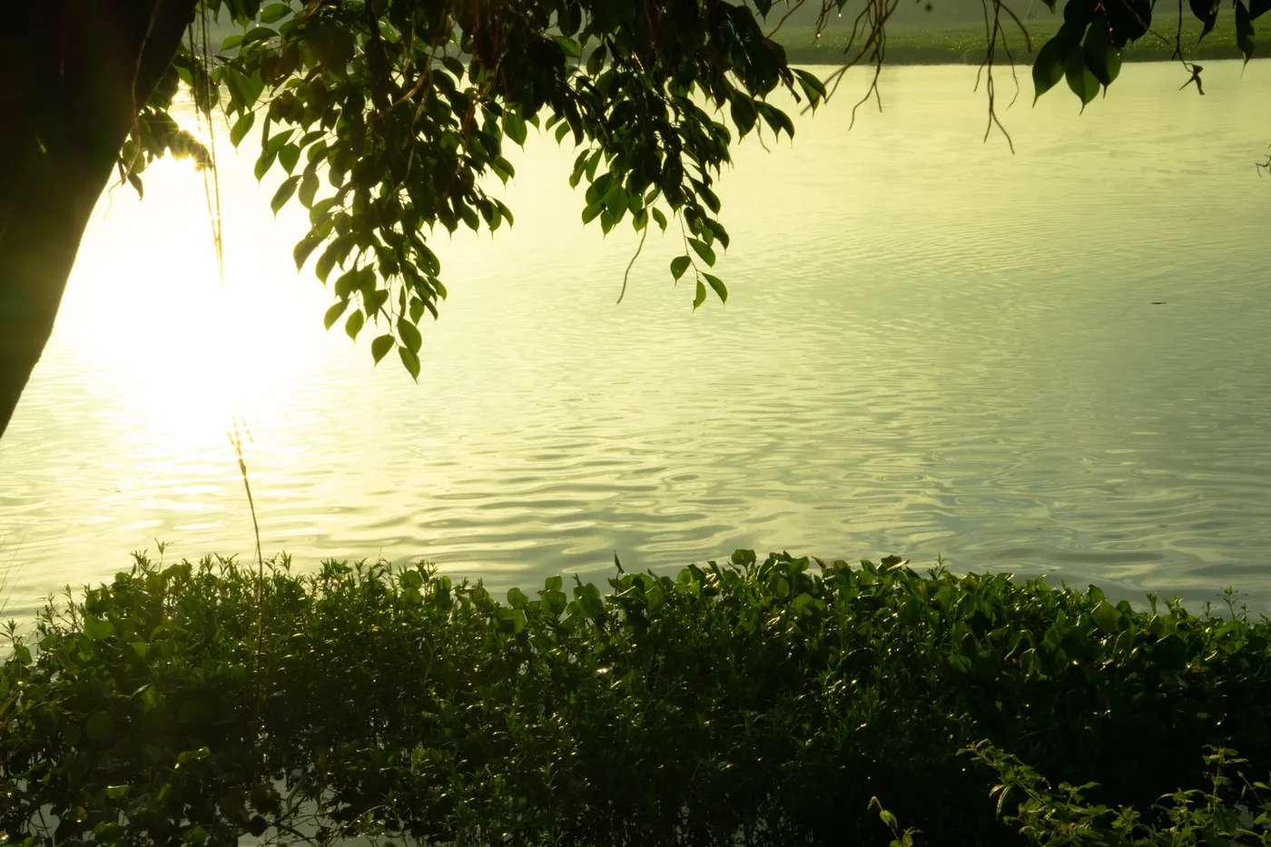 Leaves hanging over a lake that glows gold in the early sun.